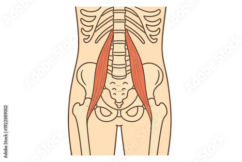 An anatomical diagram of the human torso featuring the psoas major muscles highlighted in red against a skeletal background including the spine, ribs, and pelvis.