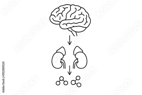 A black and white line art diagram showing a human brain at the top, followed by kidneys and adrenal glands, and chemical molecules at the bottom, connected by downward arrows.