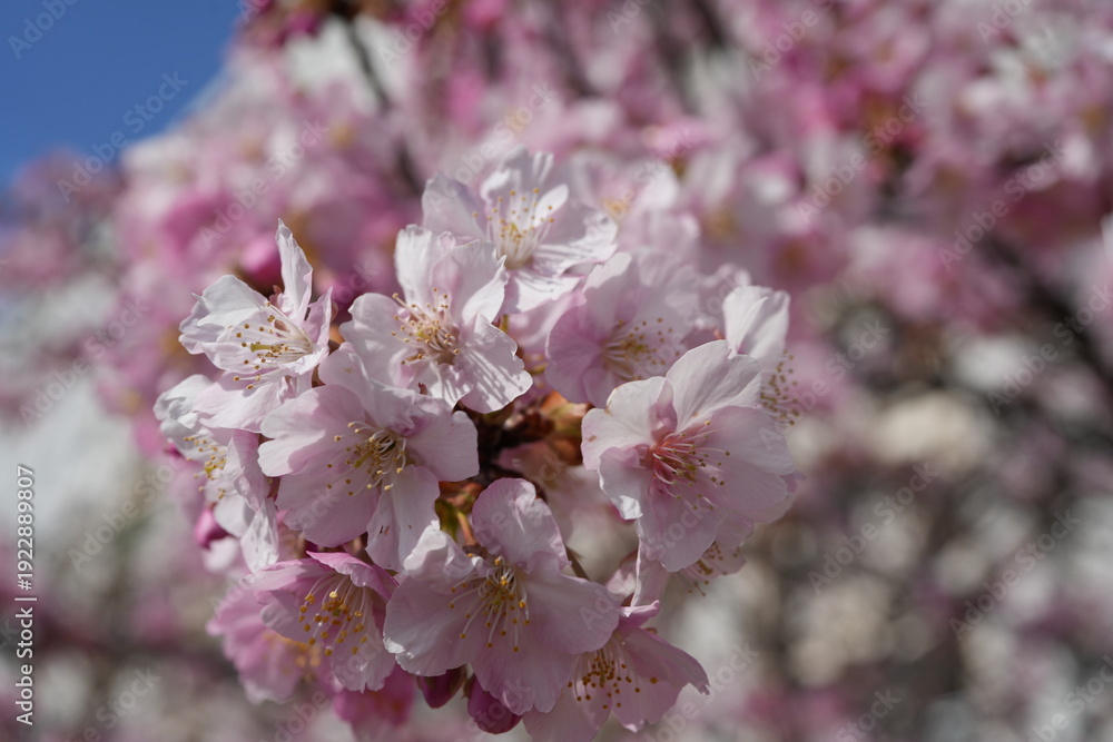 Obraz premium pink cherry blossom in spring