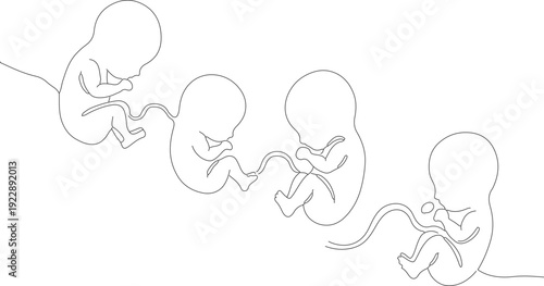 Minimalist Line Art Stages of Embryo Development Process Illustration