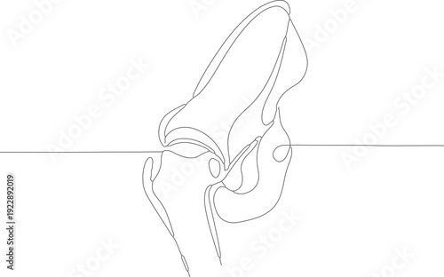 Continuous Line Knee Joint Bone Human Anatomy Medical Illustration