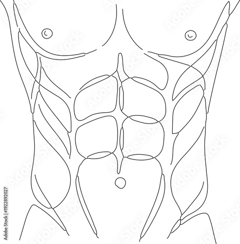 Line Art Detailed Abdomen Anatomy Human Body Muscular System Illustration