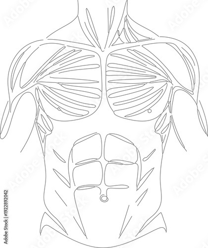 Linear Anatomical Human Body Muscular System Black and White Illustration