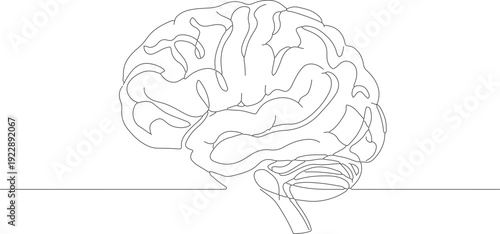 Minimalist Continuous Line Drawing Human Brain Anatomy Medical Illustration