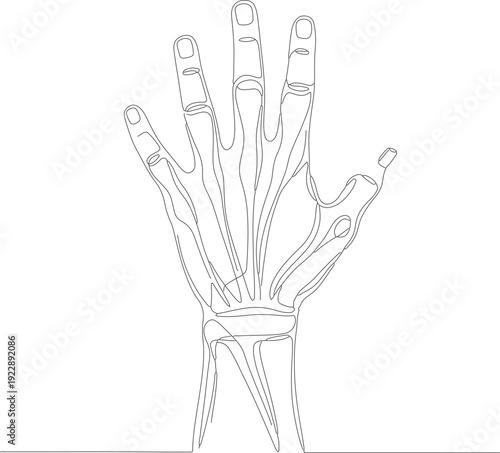 Simple Line Art Hand Bone Structure Anatomy Medical Illustration
