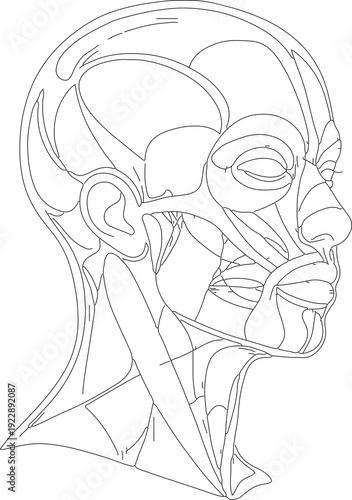 Outline Simple Head Anatomy Illustration of Human Face Structure
