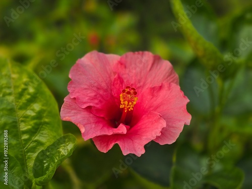 Hibiscus × rosa-sinensis, commonly known as Chinese hibiscus, China rose, Hawaiian hibiscus, rose mallow, or shoeblack plant, in full bloom. 