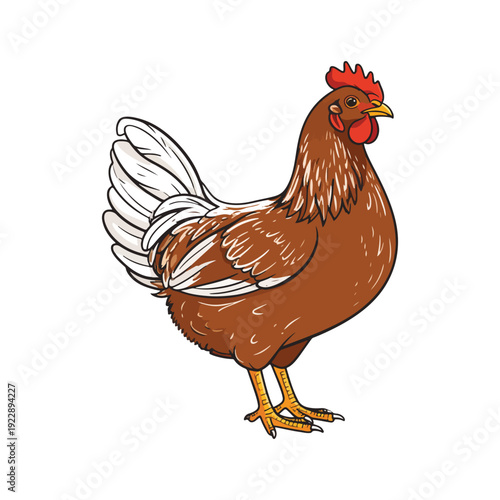 A single, plump brown hen with white tail feathers, standing confidently on a white background, depicted in a charming, hand-drawn, graphic art style, perfect for farm themes.