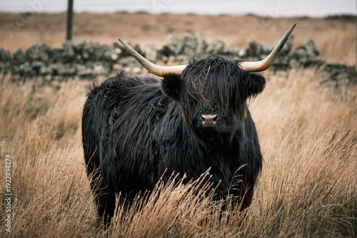Принти на полотні Portrait of a Black Scottish Highland Cow with Long Horns in a Rugged Field