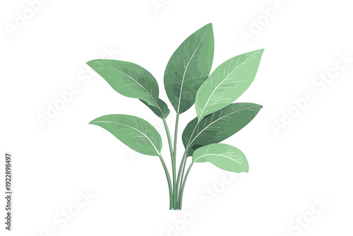 A digital illustration of a green leafy plant with large oval leaves and white veins, isolated on a solid black background. The plant features several stems growing from a central base.