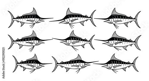 A collection of black and white marlin fish swimming in various directions