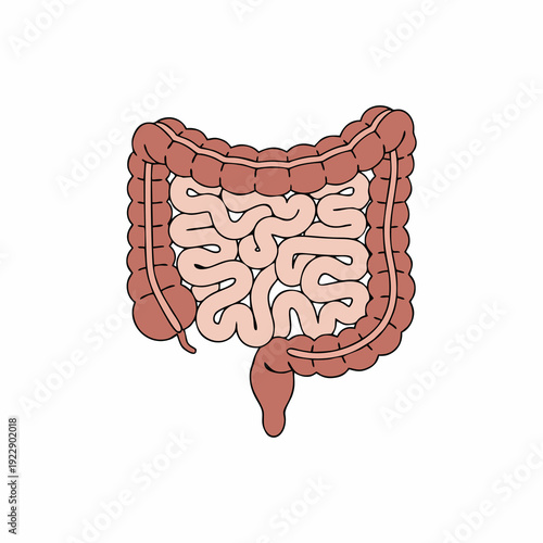 Human Digestive System Anatomy Illustration of Small and Large Intestines Isolated on White Background