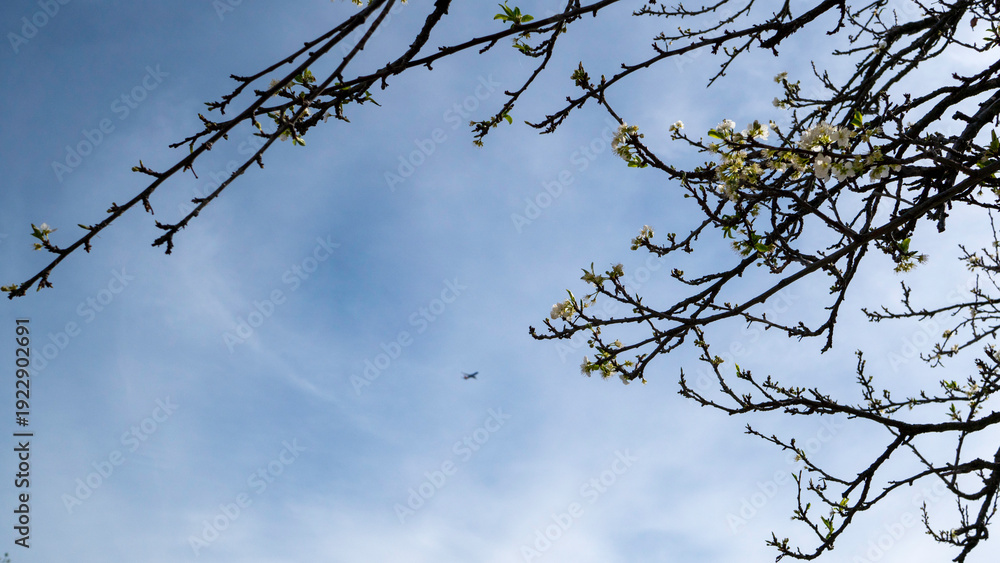 Obraz premium Bare spring branches reach toward the open sky as a distant airplane glides past, blending quiet nature with the soft hum of movement above.