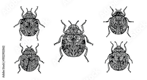 Vintage illustration of five spotted beetles in a scientific style