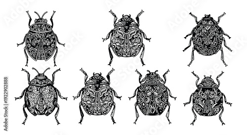 Vintage illustration of five spotted beetles in a scientific style