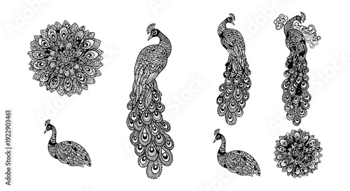 Detailed black and white illustration of peacocks in various poses