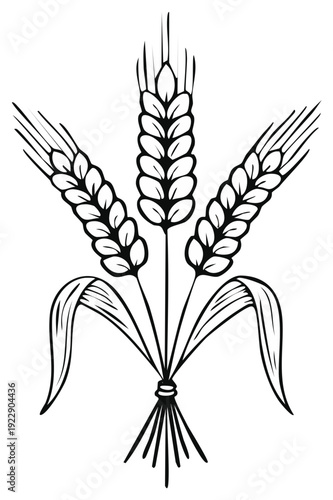 Stylized Wheat Stalks Drawing of Cereal Grain Plant with Leaves Black and White