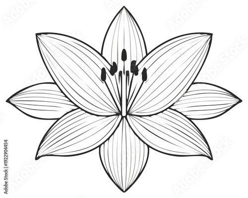 Delicate floral outline drawing displaying intricate line work and symmetrical flower composition; botanical art with visible stamens.