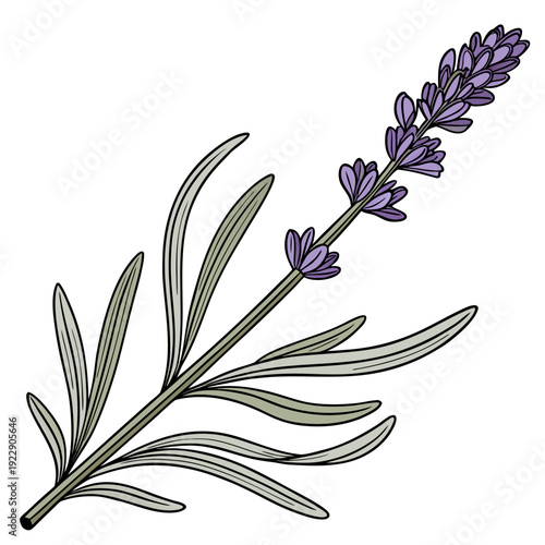 Purple Lavender Sprig with Narrow Leaves Vector Illustration Transparent Background