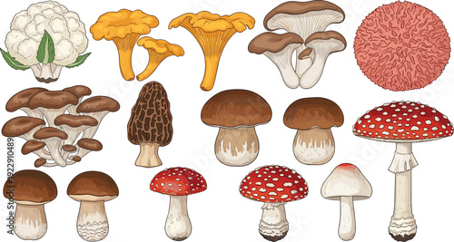Large variety of edible and forest mushrooms vector set including chanterelles morels oyster mushrooms and red agaric for nature and food design.