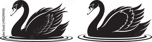 Elegant Black Swan Couple Floating on Water, Symbol of Grace and Beauty