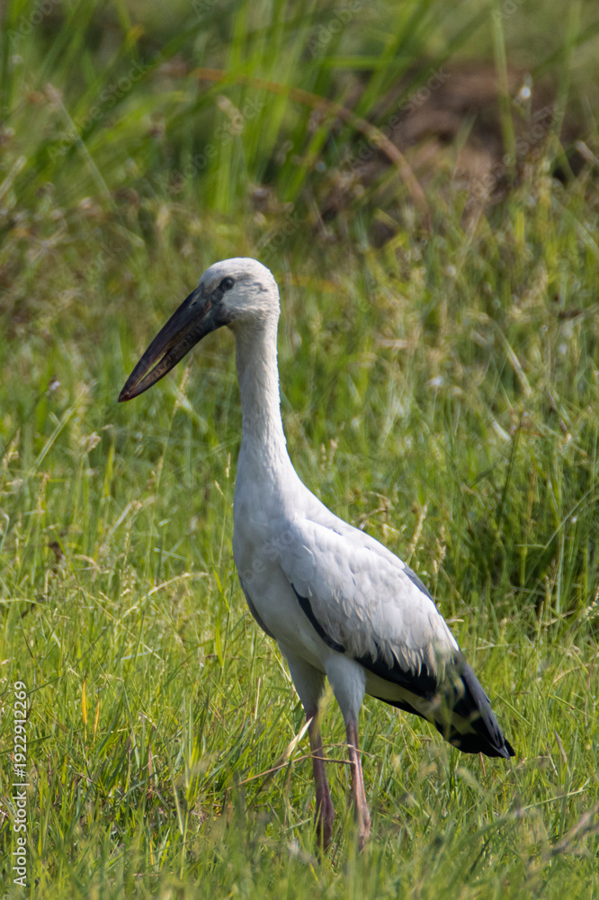 Obraz premium Asian openbill stork standing in a grassland. A lone bird.