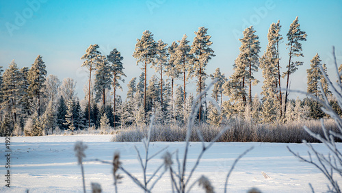 Photos beautiful winter landscape with fabulous trees covered with frost, wonderful sun