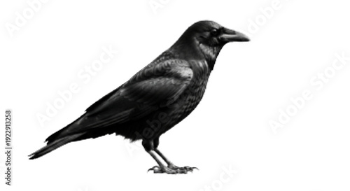 Raven Bird Illustration with Halftone Texture Effect