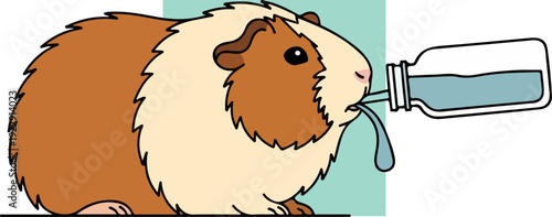 Guinea pig drinking water from a bottle, cute pet animal.