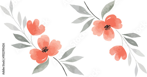 Watercolor illustration of coral poppy flowers with green leaves on white background