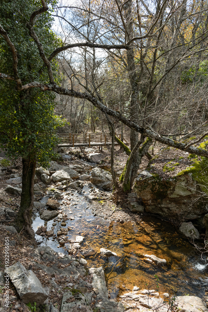 Obraz premium Golden sunlight reflects off the ripples of a crystal-clear stream deep within a forest.