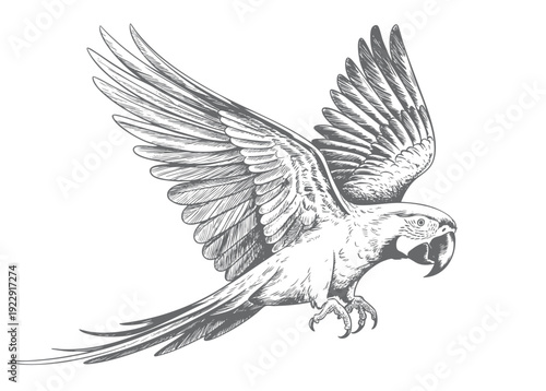 Vintage hand drawn macaw parrot collection in engraving ink sketch style isolated on white background.