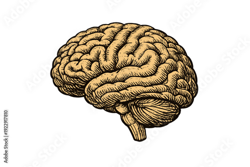 A detailed hand-drawn illustration of a human brain in a vintage woodcut style, featuring the cerebrum and cerebellum isolated against a solid black background.