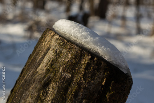 beautiful landscape of the winter trees in a park