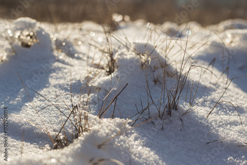beautiful landscape of the winter trees in a park