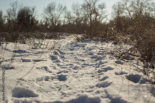 beautiful landscape of the winter trees in a park
