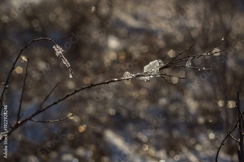 beautiful landscape of the winter trees in a park