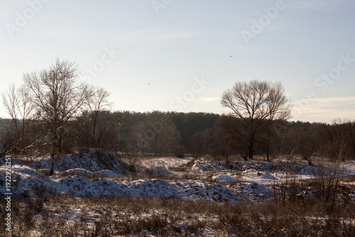 beautiful landscape of the winter trees in a park