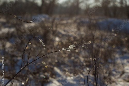beautiful landscape of the winter trees in a park