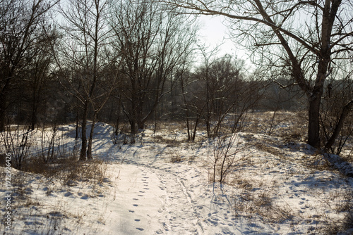 beautiful landscape of the winter trees in a park