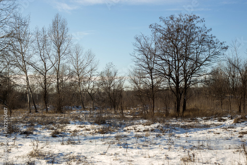 beautiful landscape of the winter trees in a park
