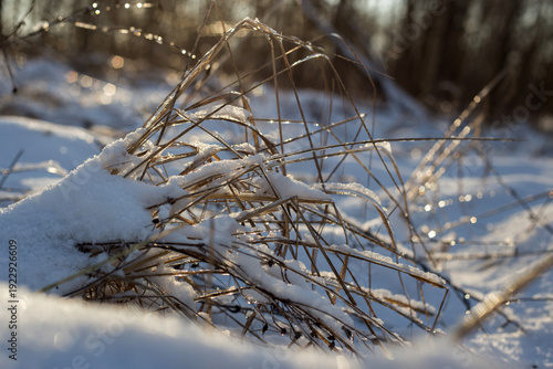 beautiful landscape of the winter trees in a park