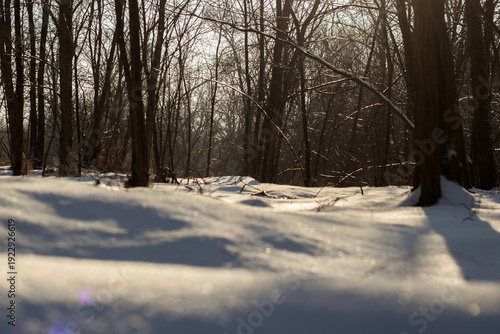 beautiful landscape of the winter trees in a park