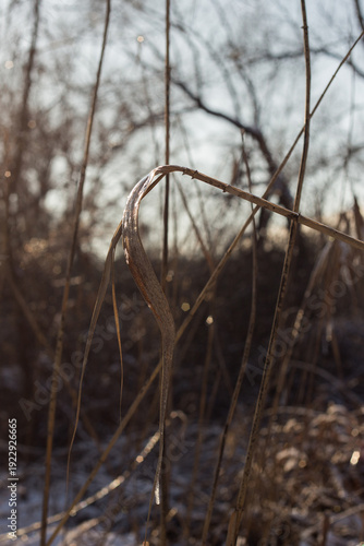 beautiful landscape of the winter trees in a park