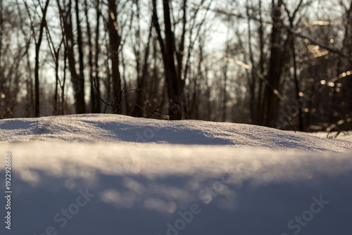 beautiful landscape of the winter trees in a park
