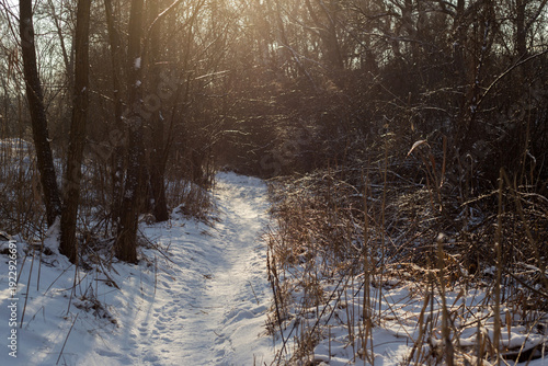 beautiful landscape of the winter trees in a park