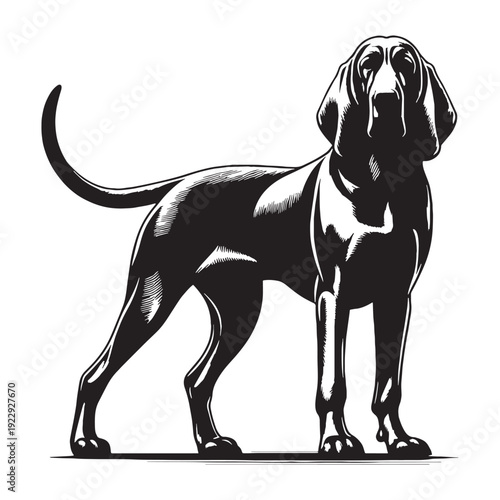 Bloodhound Dog Breed – Powerful Scent Tracking Hound with Long Ears, Wrinkled Face, Loyal Nature, Excellent Search and Rescue Skills, Gentle Temperament, Intelligent Tracker, Family Companion.
