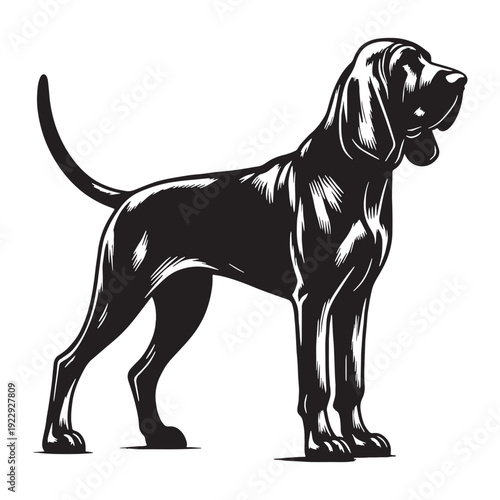 Bloodhound Dog Breed – Powerful Scent Tracking Hound with Long Ears, Wrinkled Face, Loyal Nature, Excellent Search and Rescue Skills, Gentle Temperament, Intelligent Tracker, Family Companion.