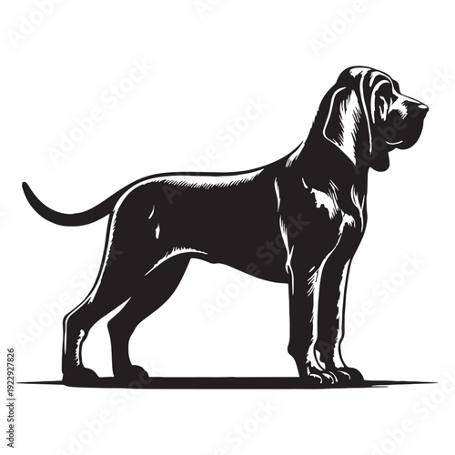 Bloodhound Dog Breed – Powerful Scent Tracking Hound with Long Ears, Wrinkled Face, Loyal Nature, Excellent Search and Rescue Skills, Gentle Temperament, Intelligent Tracker, Family Companion.