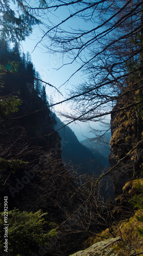 woodland in alpe devero in piedmont, italy